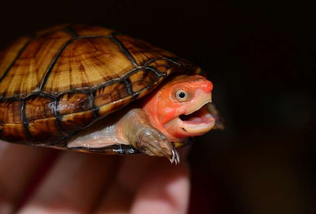 Can red-faced egg turtles be mixed with grass turtles? Feeding instructions