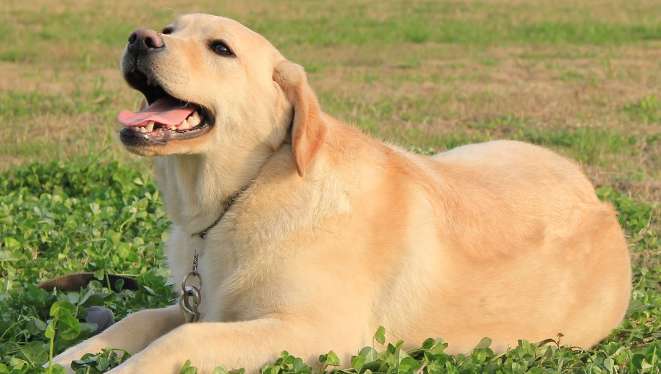 Labrador's bowel movement is unformed at 2 months? what happened?