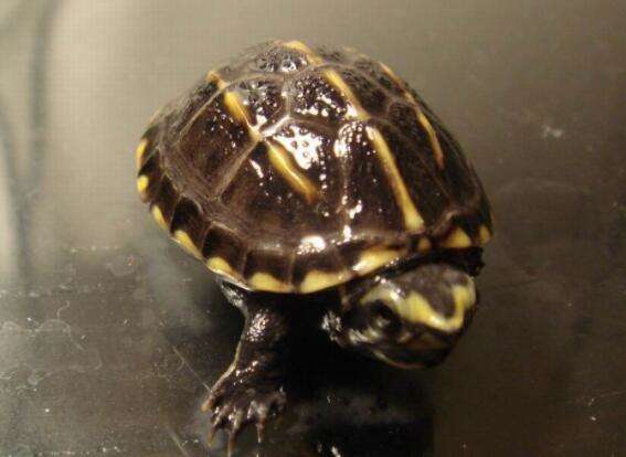 Do stone mud turtles need to bask on their backs? Come and find out