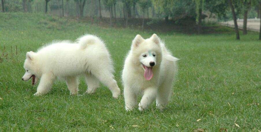 It's not a big problem for Samoyeds to have colds and fevers, right?