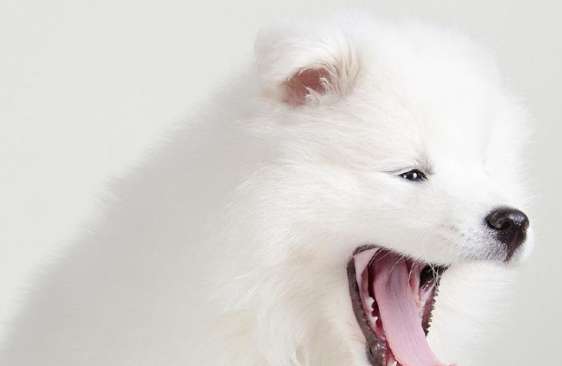 The key point of Samoyed hair care is that rough and dull hair is not a problem!