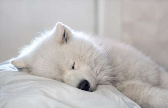 The key point of Samoyed hair care is that it is not a problem that the hair is not smooth or dull!