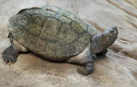 Do Asian giant turtles molt? See here for details!