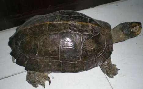 Do Asian giant turtles shed their skin? See here for details!