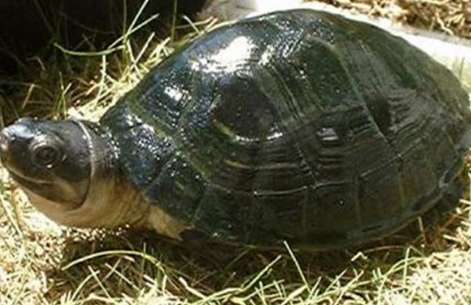 Are Malaysian giant tortoises ferocious? Here is the answer!