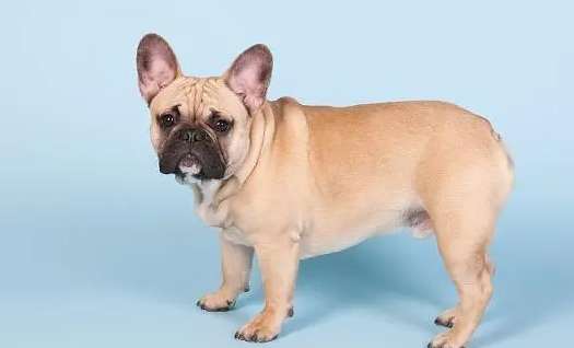 French Bulldog color levels, one article tells you!