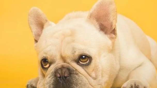 The color level of French Bulldogs, an article will tell you!