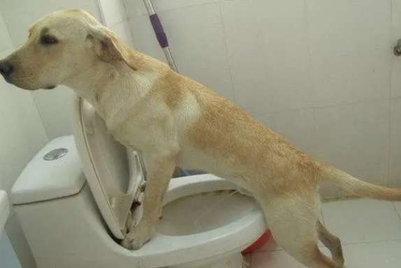 Is cat litter or diapers under the dog toilet? How to teach a dog to go to the toilet?