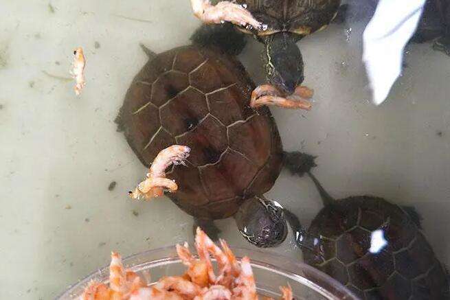 Is it okay to keep feeding turtles food?