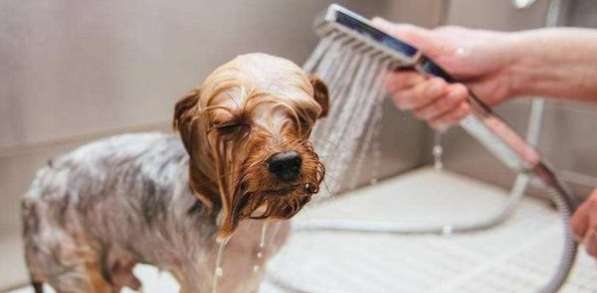 What should I use to bathe my dog?