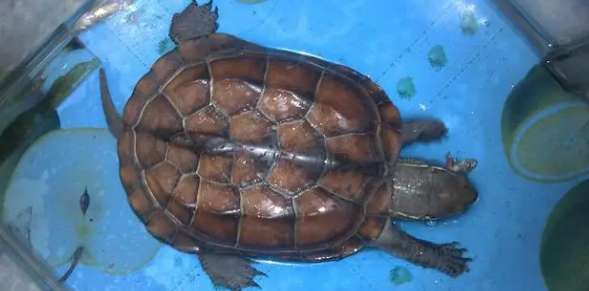 What animals are suitable for keeping turtles with?
