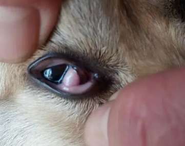 Puppy's eyes are red and swollen with a piece of flesh protruding