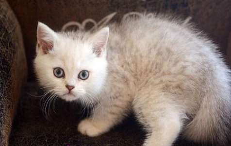 British Shorthair Is hair loss serious in cats?