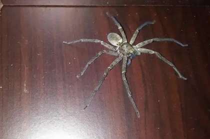 Can spiders be kept as pets? Do you have pets?