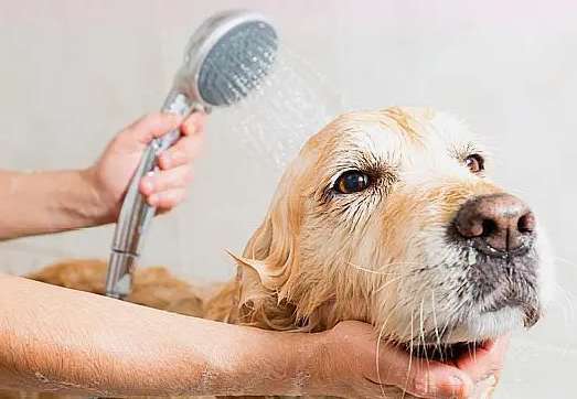 Can pet dogs be bathed frequently?