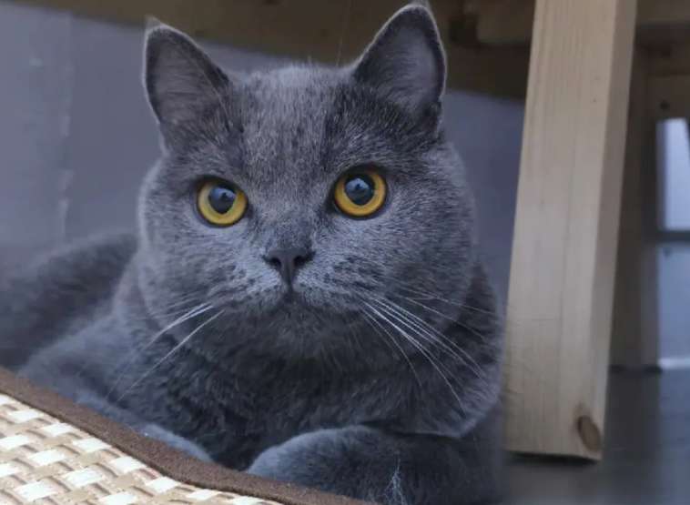 How much does a cattery blue cat cost?