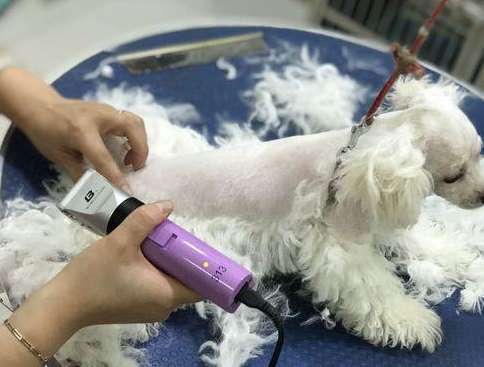 How much does it cost to bathe and trim a pet dog?