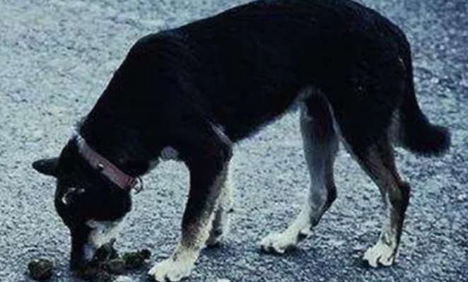 Why do rural dogs eat human feces?