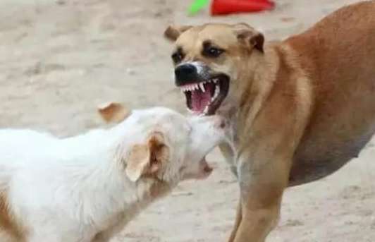  How long does it take for a normal dog to go crazy after being bitten by a mad dog?