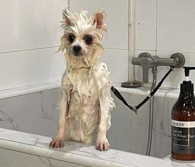 How much does it cost to bathe a puppy?