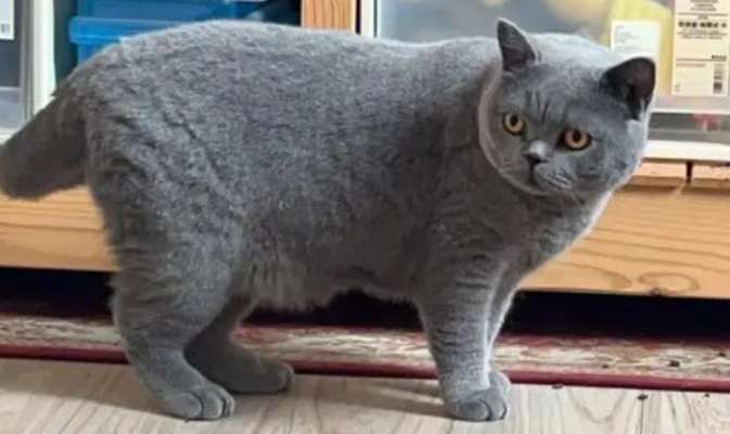 Is the British Shorthair Blue Cat Easy to Raise?