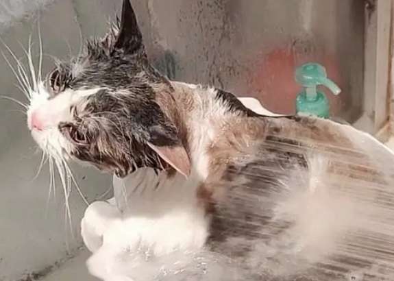 How much does it cost to take a bath for a pet cat?