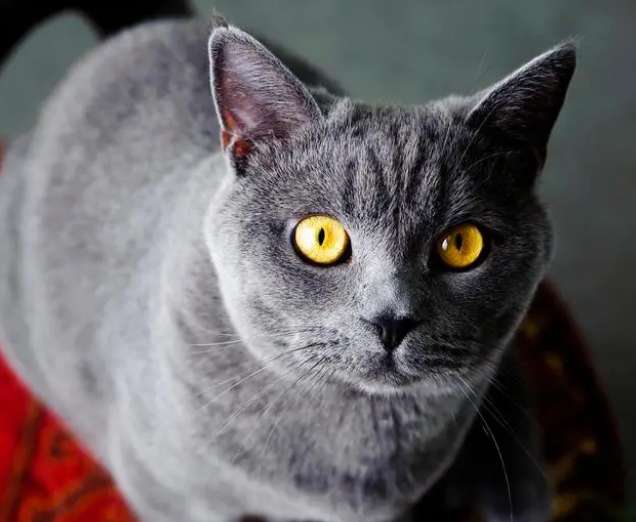 英短蓝猫寿命一般多少年