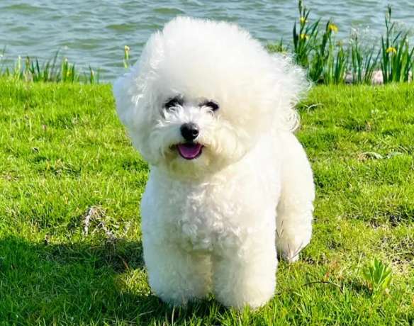 Bichon Frize knows several owners in his life