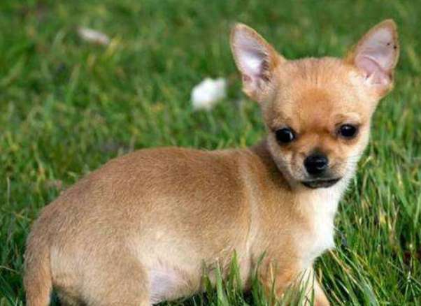 How many owners does a Chihuahua know in its life?