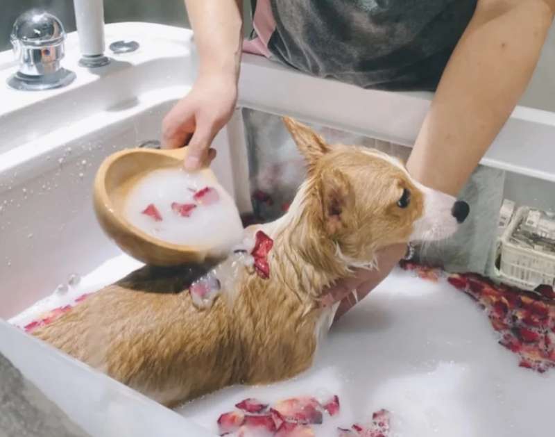 How many times should a pet shop take a bath?