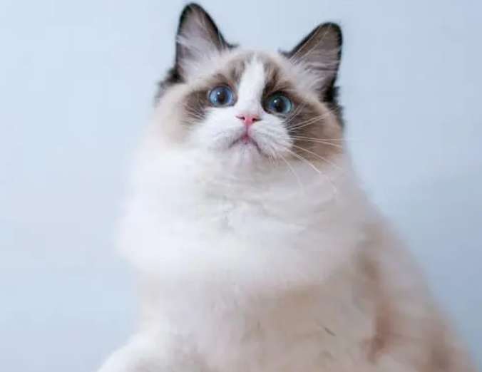 Are Ragdoll cats suitable for primary school students?