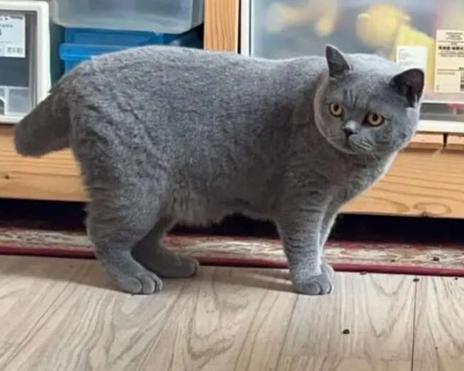 The British Shorthair cat only knows one owner in its life