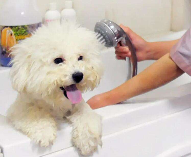 How much does a dog bath cost?