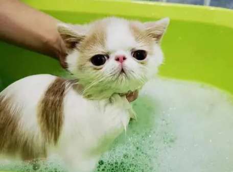 Do pet cats need to be bathed frequently?