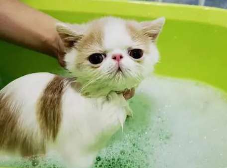 Do pet cats need to be bathed often?