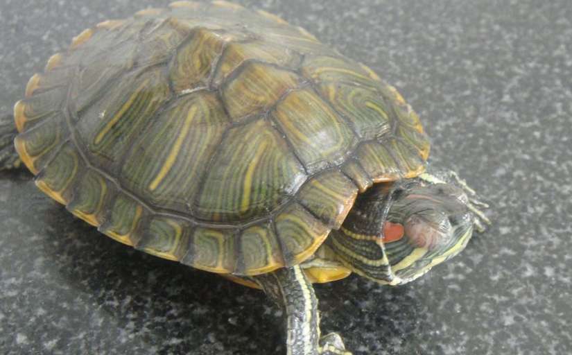 カメがお腹が空いている様子