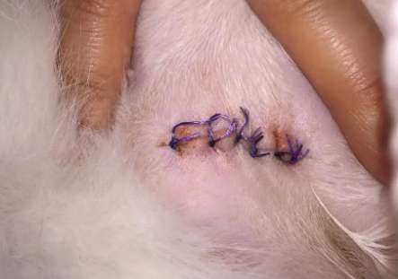 What should I do if my dog’s sterilization wound becomes inflamed?