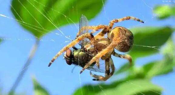 Do spiders attack sleeping people