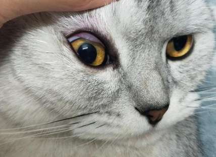  Why do cats' eyes not light up? width=