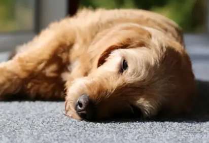 Perros Razones por las que la neumonía en perros no mejora