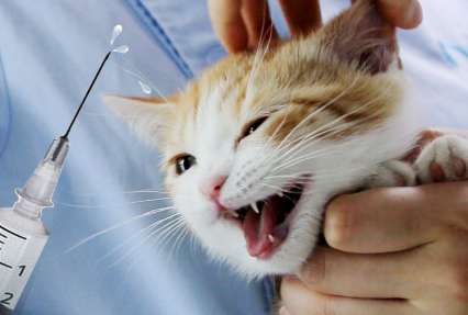 Why does a cat bite after getting an injection?