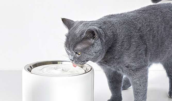 How to use cat water dispenser