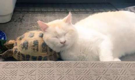 Can turtles and cats be kept together?