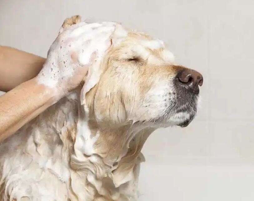 How much does it cost to bathe a pet dog?