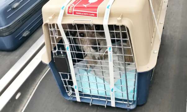 How to handle transporting pets on the high-speed rail