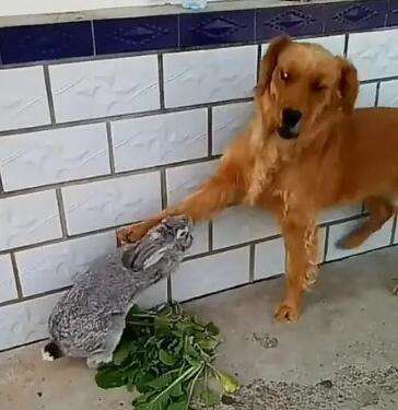 Will dogs attack rabbits?