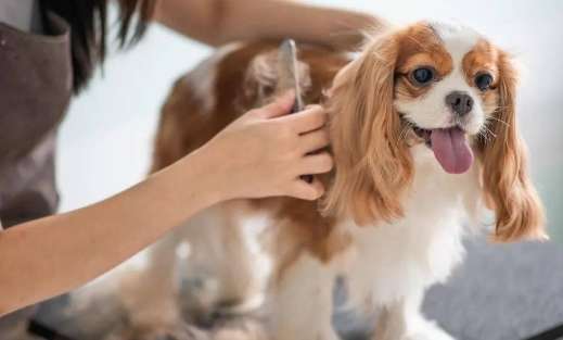 How long does pet grooming training take and how much is the tuition?