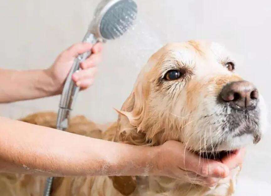 How much does it cost to bathe a dog?