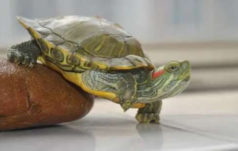 La tortuga odia el comportamiento de su dueño