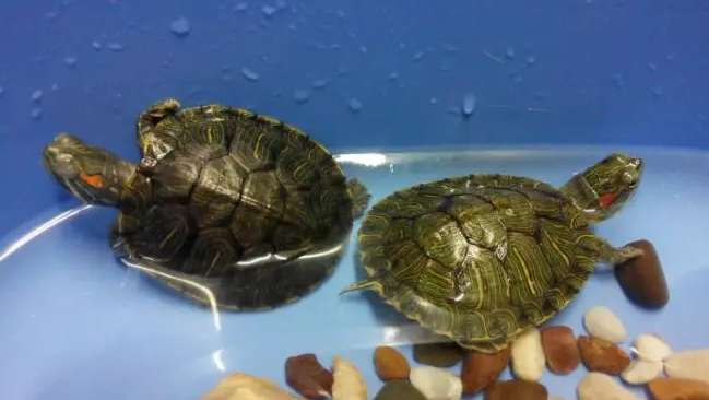What’s the right way to raise a pet turtle?
